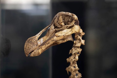 Dodo or also the Dronte, more rarely Doudo or Dudu (Raphus cucullatus), skull, skeleton, extinct