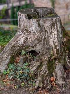 Tree stump in the courtyard of Auerbach Castle on the Bergstrasse, Bensheim, Hesse, Germany, Europe