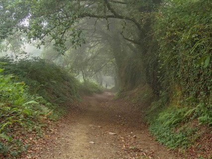 A Camino pilgrim disappears in the morning fog, Montan, Galicia, Spain, Europe