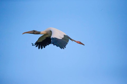 Forest stork (Mycteria americana) Pantanal Brazil