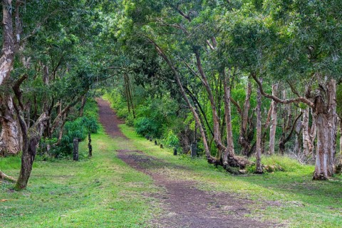 Hiking trail, Black River Gorges National Park, Biosphere Reserve, Bel Ombre, Indian Ocean, island,