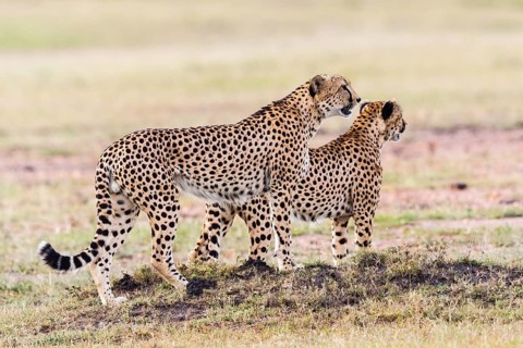 Pair of Cheetah looking out over the savannah in Masai Mara