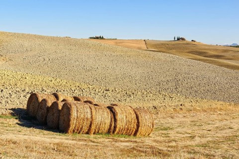 Drying haystacks on a barren autumn field in Crete Senesi, Tuscany, Italy, Europe