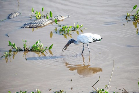 Forest stork (Mycteria americana) Pantanal Brazil