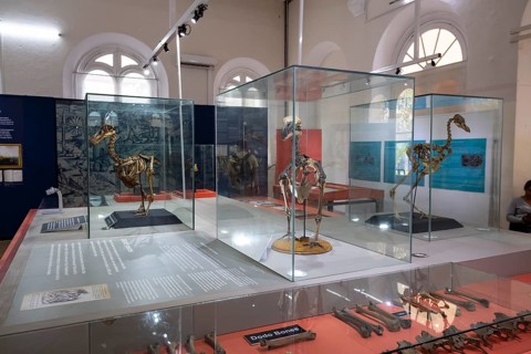 Dodo or drone, more rarely doudo or dudu (Raphus cucullatus), extinct 17th century, national bird,