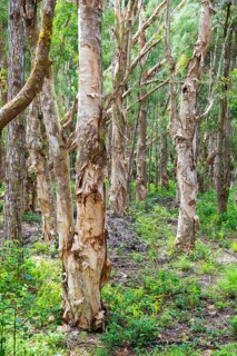 Paper Bark tree, Paper bark tree (Melaleuca quinquenervia), Black River Gorges National Park,