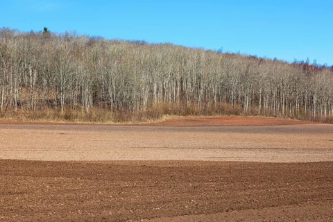 Harrowed field at the forest in spring