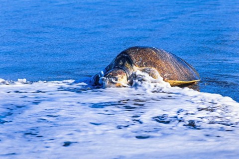 Olive ridley sea turtle coming out of the water on a beach