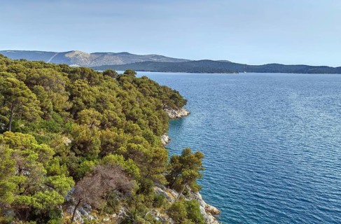 Pine forest on the Adriatic coast near Sibenik, Croatia, Europe