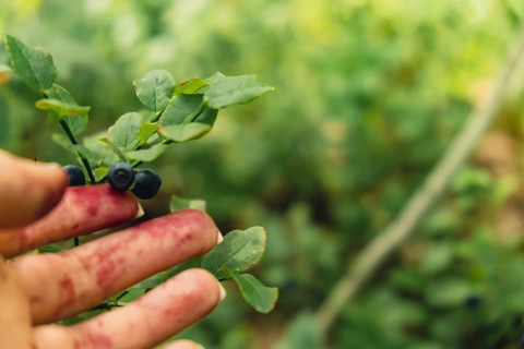 Female hand collecting picking Blueberries in the forest with green leaves and bushes in the
