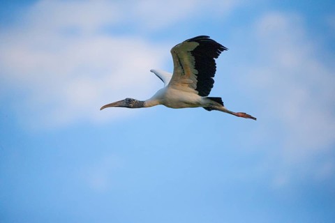 Forest stork (Mycteria americana) Pantanal Brazil