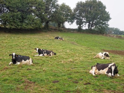 Regurgitating cattle in green meadow, Furela, Galicia, Spain, Europe
