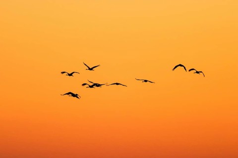 Crane flying in silhouette against the sunset sky