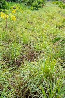 Lemon grass (Cymbopogon, citratus), Indian Ocean, island, Mauritius, Africa