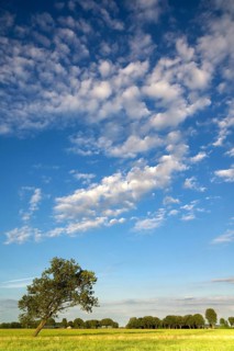 Tree in a pasture near the Dutch village Wijngaarden with a cloudy sky in the background