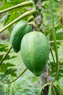 Pawpaw (Carica papaya), Indian Ocean, island, Mauritius, Africa