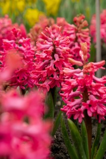First spring flowers Large flower bed with multi-colored hyacinths, traditional easter flowers