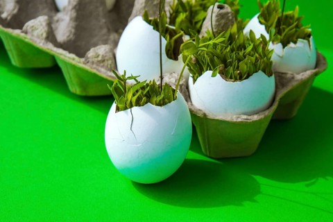 Fresh micro greens. Microgreens of arugula and cress grow in white egg shell. Cardboard boxes with