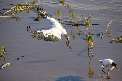 Forest stork (Mycteria americana) Pantanal Brazil