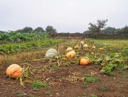 Ripe pumpkins in a veggie patch ready to be harvested, Furela, Galicia, Spain, Europe