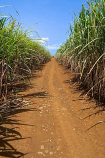 Sugar cane (Saccharum officinarum) field, Indian Ocean, island, Mauritius, Africa