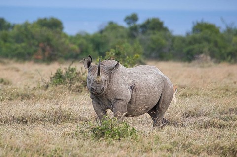 Southern white rhinoceros (Ceratotherium simum simum) in Ol Pejeta Conservancy, Kenya, Africa