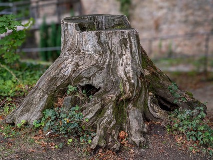 Tree stump in the courtyard of Auerbach Castle on the Bergstrasse, Bensheim, Hesse, Germany, Europe