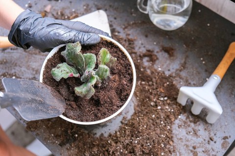 Woman gardener hands transplantion violet in a pot. Concept of home gardening and planting flowers