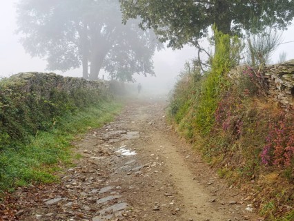 A lonely pilgrim disappears in the morning fog, San Xil, Galicia, Spain, Europe
