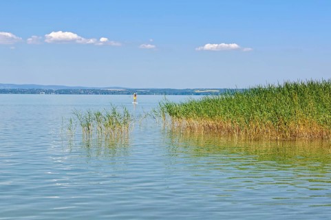 Lone surfer and reed on Lake Balaton at Szabadisosto, Hungary, Europe