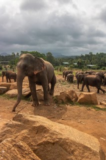 Dry subtropical landscape on an island. A family of elephants at the edge of the forest at sunset.