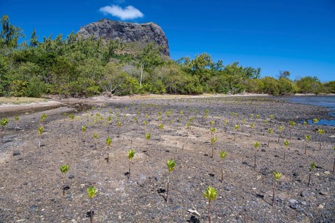 Young mangroves (Rhizophora), planting, coastal protection, Le Morne Brabant, Indian Ocean, island,
