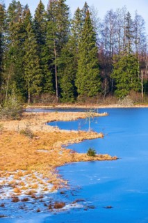 Bog at a frozen lake in winter