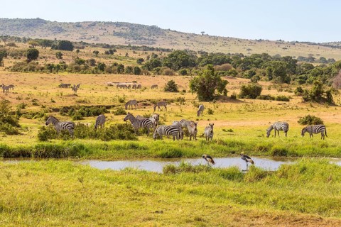 Waterhole on the savannah with Zebras and cranes