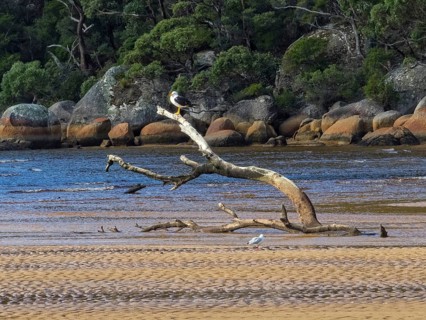 Pacific gull on a dead branch at the Sealers Cove beach, Wilsons Promontory, Victoria, Australia,