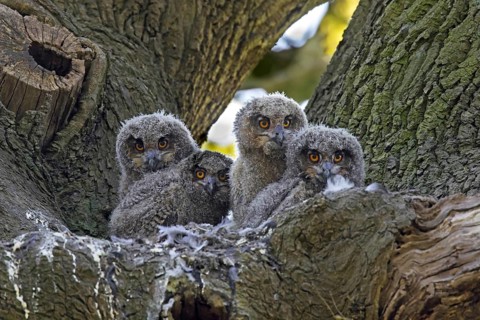 Eurasian eagle-owl (Bubo bubo), European eagle-owl four chicks inside nest in oak tree in forest in