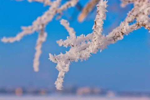 Icy branches on the banks of the Elbe in Dresden