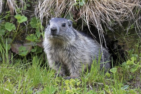 Young Alpine marmot (Marmota marmota) emerging from entrance of burrow in summer in the Alps