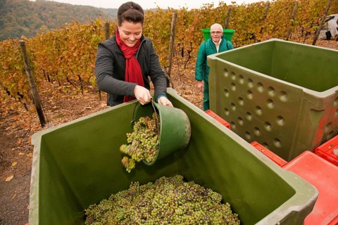 Grape grape harvest in the vineyard, Rote Presse