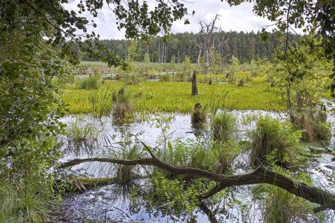 Mühlensee, Lake Muehlen near Kargow in the Mueritz National Park, Müritz-Nationalpark in summer,