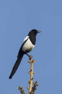 Eurasian magpie (Pica pica), common magpie perched in tree against blue sky