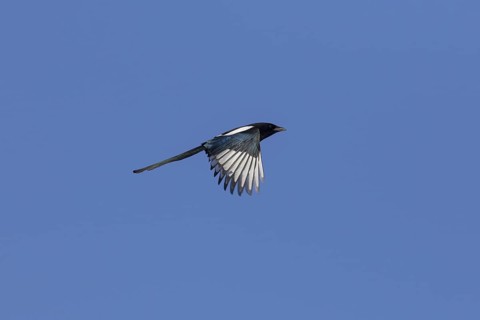 Eurasian magpie (Pica pica), common magpie in flight against blue sky