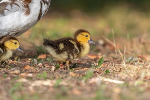 Female Muscovy Duck (Cairina moschata) with her chicks. Bas-Rhin, Collectivite europeenne d'Alsace,