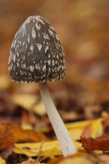 Coprinopsis picacea (Coprinus picaceus), autumn colouring, autumn leaves, magpie tintling,