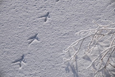 Footprints of bird on frost covered frozen lake