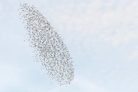 Common (Sturnus vulgaris) starlings fly together, in perfect symbiosis to protect themselves from