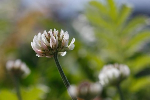 White clover (Trifolium repens), flowering, North Rhine-Westphalia, Germany, Europe