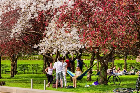 Spring on the Königsufer in Dresden
