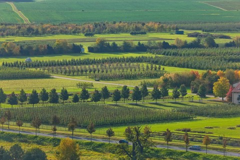 (Copyright © www.dresden fotografie.de) (Sylvio Dittrich) (+49 1772156417) Pillnitz Orchards