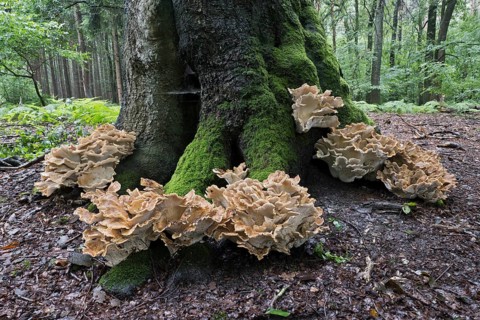 Giant polypore (Meripilus giganteus), Emsland, Lower Saxony, Germany, Europe